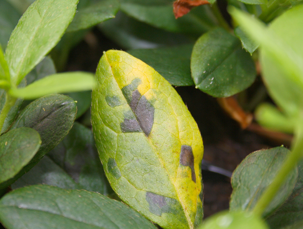 Plantenparasitaire nematoden: Schadebeeld <I>Phelenchoides ritzemabosi</I> op <I>Azalea</I> | © Viaverda
